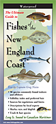 Fishes of the New England Coast