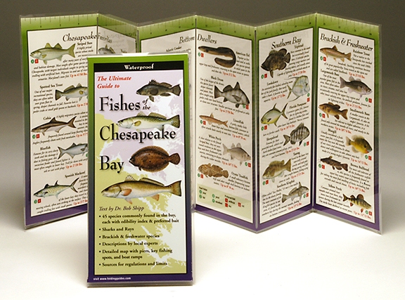 TM Folding Guides and Posters - your source for quick reference guides and  posters featuring fish, birds, shells and nature