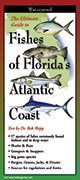 Fishes of Florida's Atlantic Coast