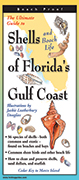 Shells and Beach Life of Florida's Gulf Coast