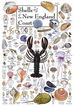 Shells and Beach Life of the New England Coast