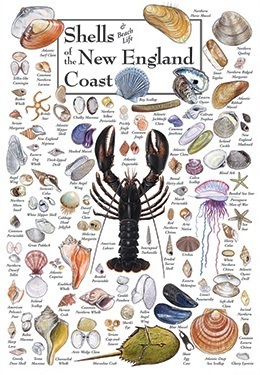 tm folding guides and posters your source for quick reference shell identification chart