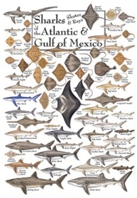 Sharks, Skates and Rays of the Atlantic and Gulf of Mexico