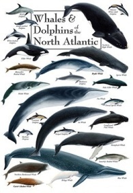 Whales and Dolphins of the North Atlantic