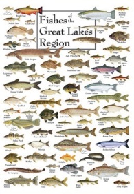 Fishes of the Great Lakes Region