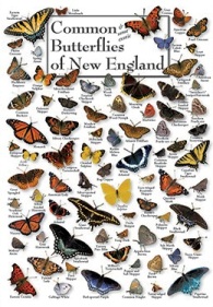 Common and some exotic Butterflies of New England