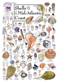 Shells and Beach Life of the Mid Atlantic Coast