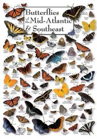 Butterflies of the Mid Atlantic and Southeast