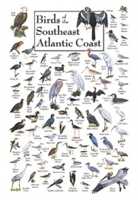 Birds of the Southeast Atlantic Coast