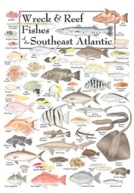 Wreck and Reef Fishes of the Southeast Atlantic