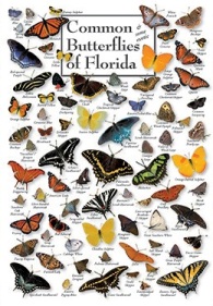 Common and some exotic Butterflies of Florida