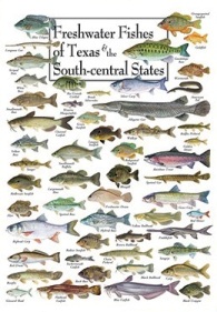 Freshwater Fishes of Texas and the South central States