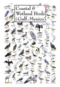 Coastal and Wetland Birds of the Gulf of Mexico